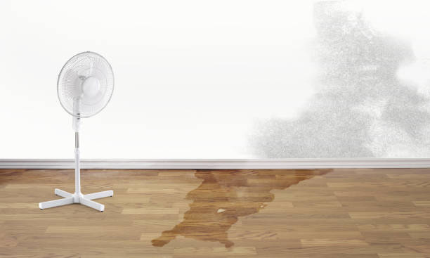 Best Carpet water damage restoration  in Chelsea, MA